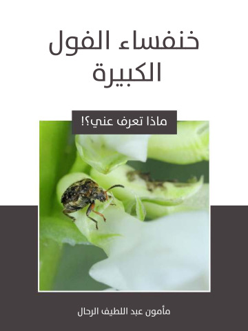 خنفساء الفول الكبيرة